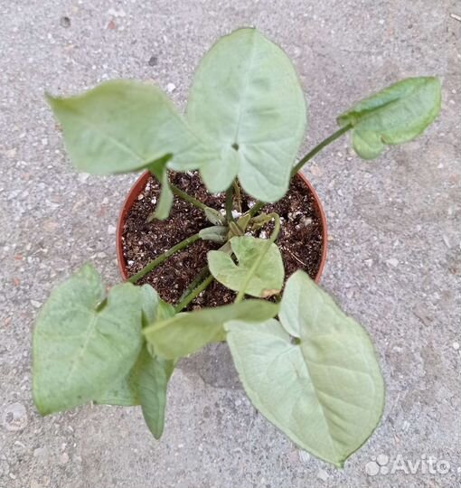 Сингониумы