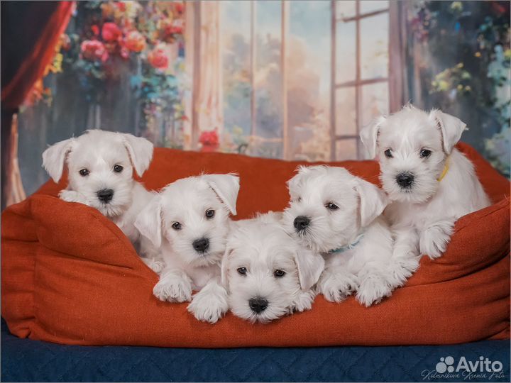 Цвергшнауцер щенки белый