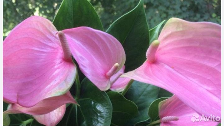 Антуриумы. Альбом 2