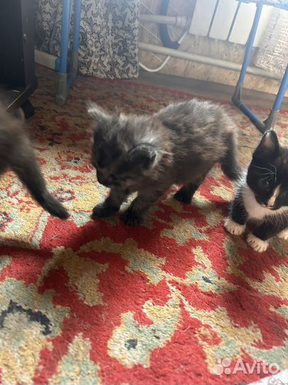 Котята бесплатно