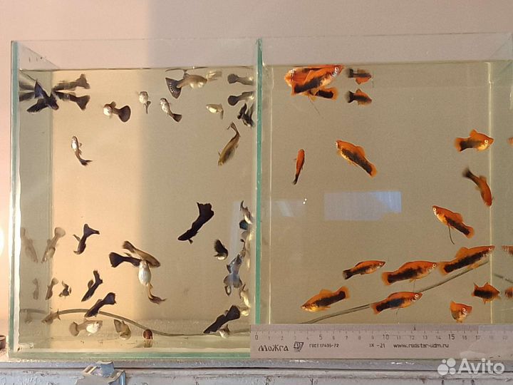 Аквариумные рыбки