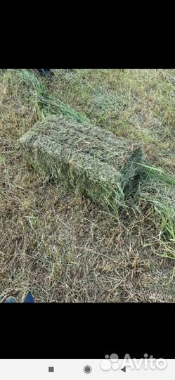 Сено в тюках