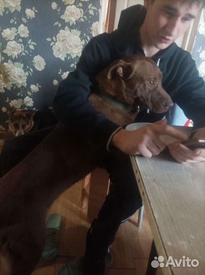 Передержка собак в домашних условиях