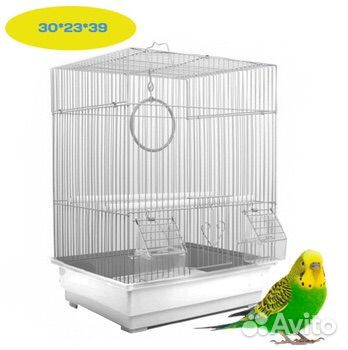 Волнистый попугай самка