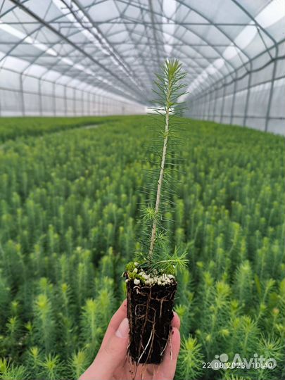 Сеянцы сосны обыкновенной зкс