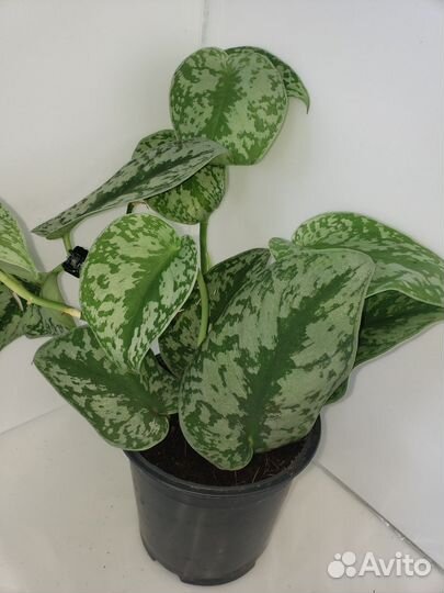 Сциндапсус треби