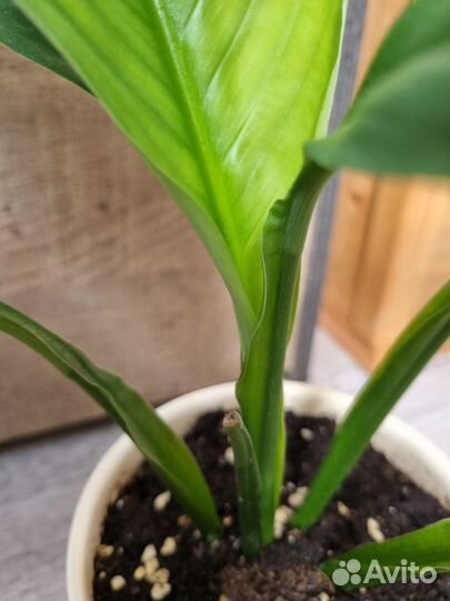 Спатифиллум сенсация