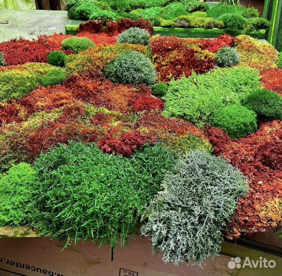 Стабилизированный мох