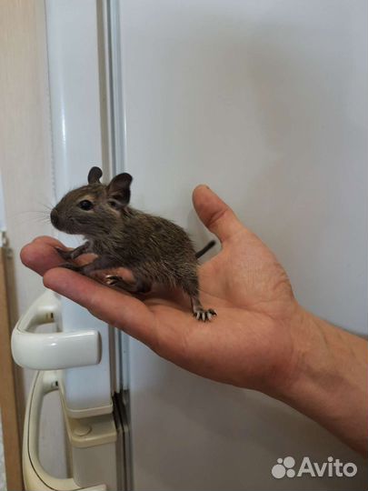 Чилийская белка дегу