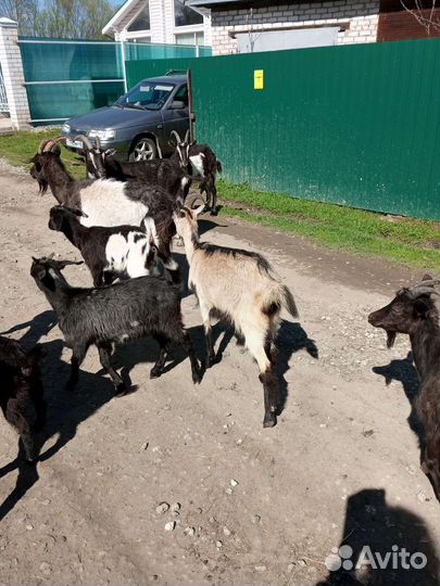 Козы, козлята