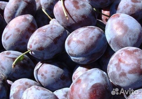 Слива Кабардинка оптом