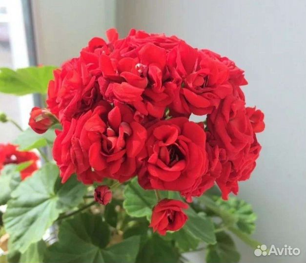 Пеларгония герань