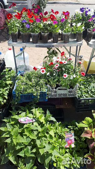 Рассада овощей и цветов