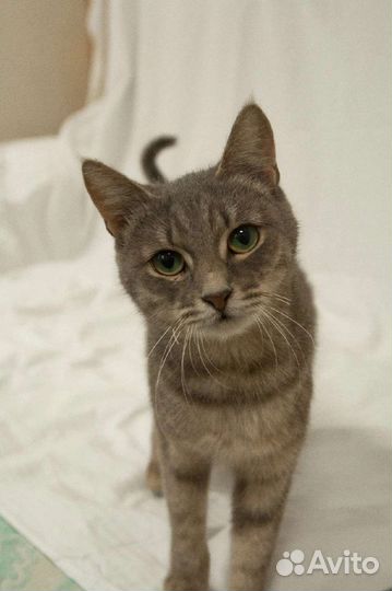 Кошечка Няша