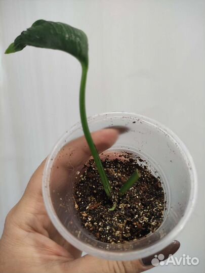 Сциндаптусы, эпипремиумы