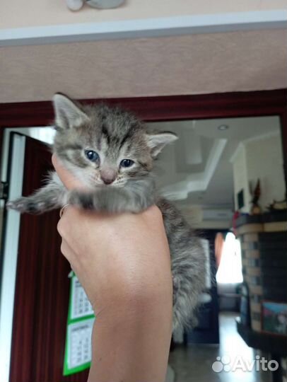 Котята в дар бесплатно