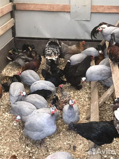 Петухи,Цесарки,Куры,Подсадные,Кролики