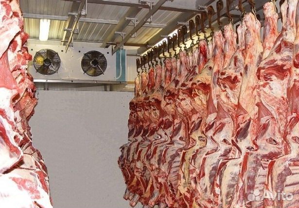 Холодная камера для мяса. Вналичии