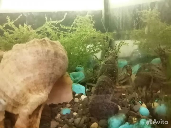 Аквариумные раки