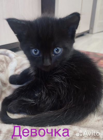 Кошка, котята