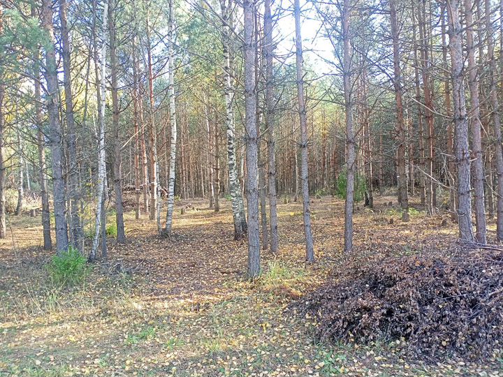 Участок 12 сот. (ИЖС)