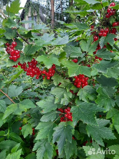 Красная смородина