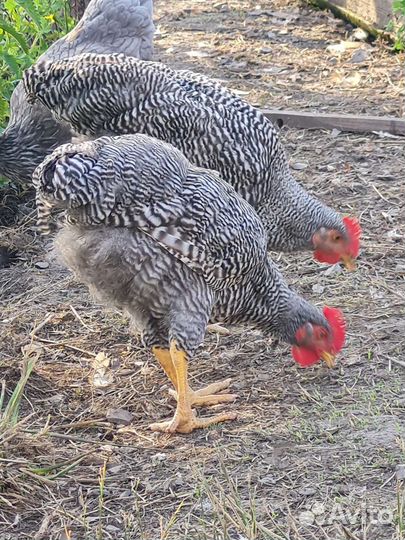 Молодые Петушки