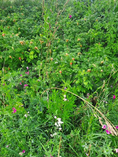 Участок 12 сот. (СНТ, ДНП)