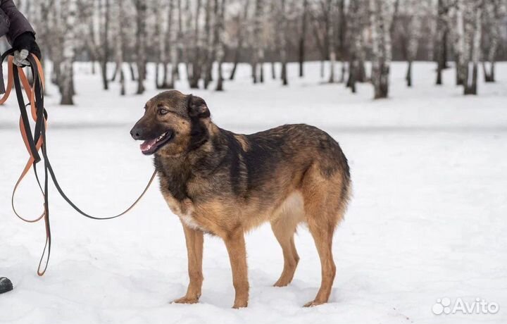 Конфетка ждет любящую семью