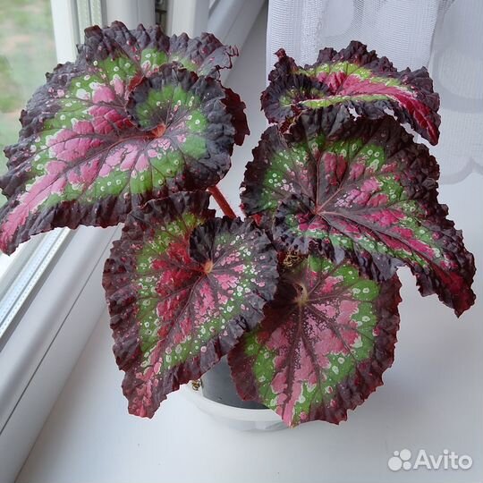 Бегонии декоративнолиственные