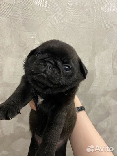 Щенки мопса