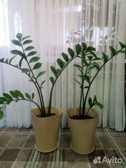 Цветы комнатные