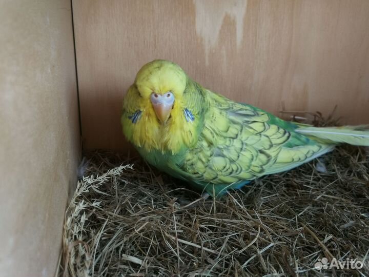 Птенец ввп (чех) самка