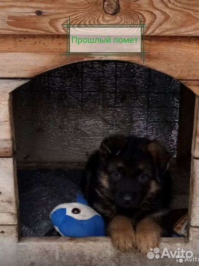 Щенки немецкой овчарки