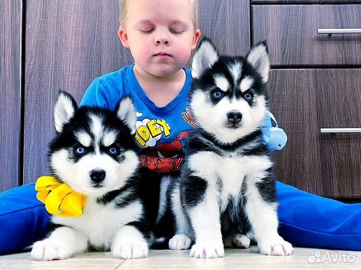 Щеночки Хаски для Вас )