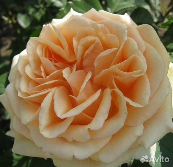 Саженцы роз