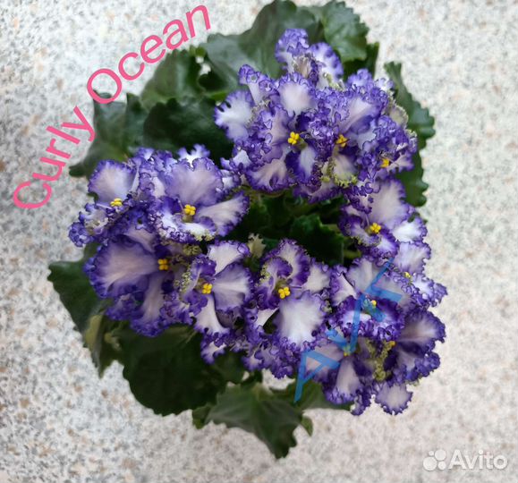 Фиалки сортовые