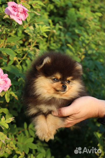 Померанский шпиц мальчик