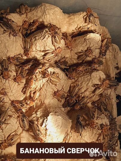 Корм для стрижей сверчки