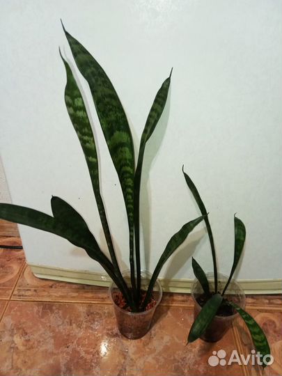 Эпифиллум (лесной кактус) белые цветы и