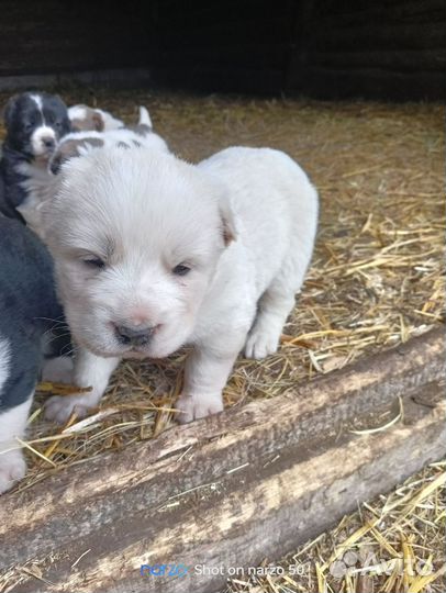 Продам щенка алабай