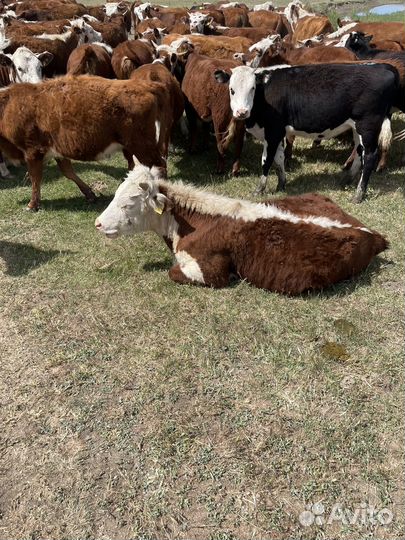 Телочки и Бычки Герефорд на племя