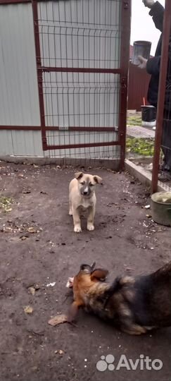 Щенок (сука)