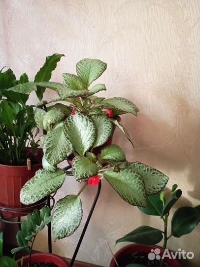 Комнатные растения цветы