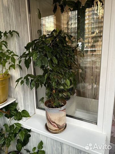 Фикус бенджамина высота 90 см