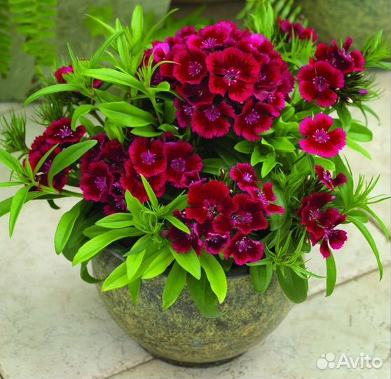 Гвоздика многолетняя