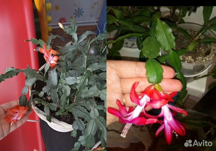 Разные виды комнатных растений (часть1)