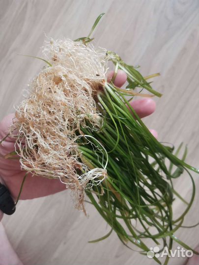 Аквариумные растения бесплатно