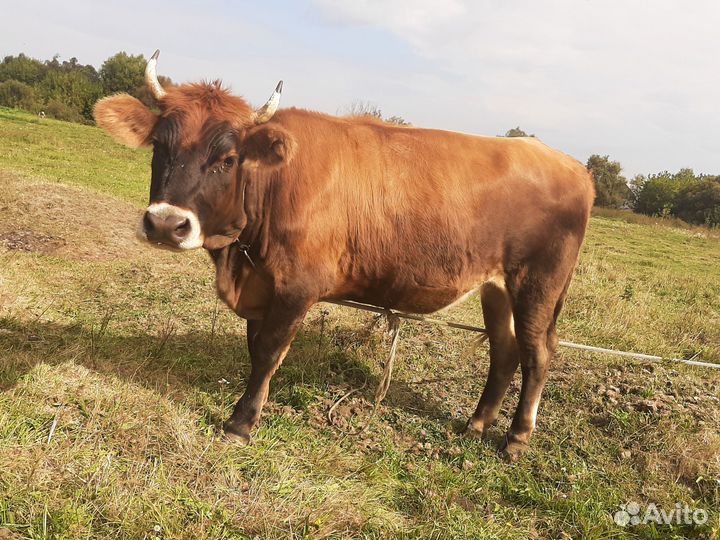 Джерсийская Телка Корова Возраст 1.6 года