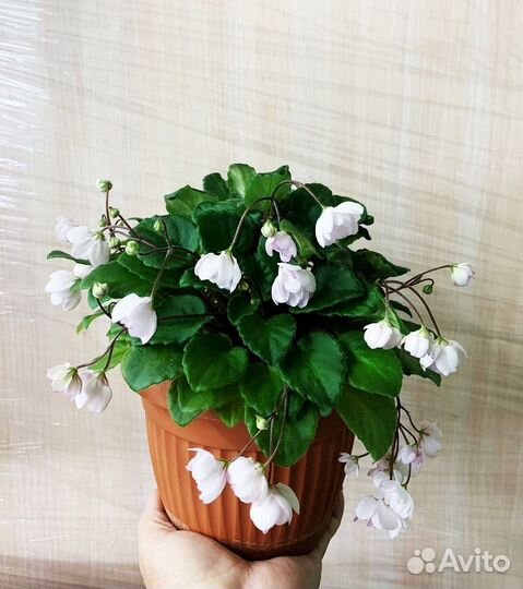 Фиалки мини, трейлеры, химеры